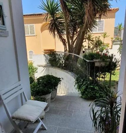 Orchidea אולביה